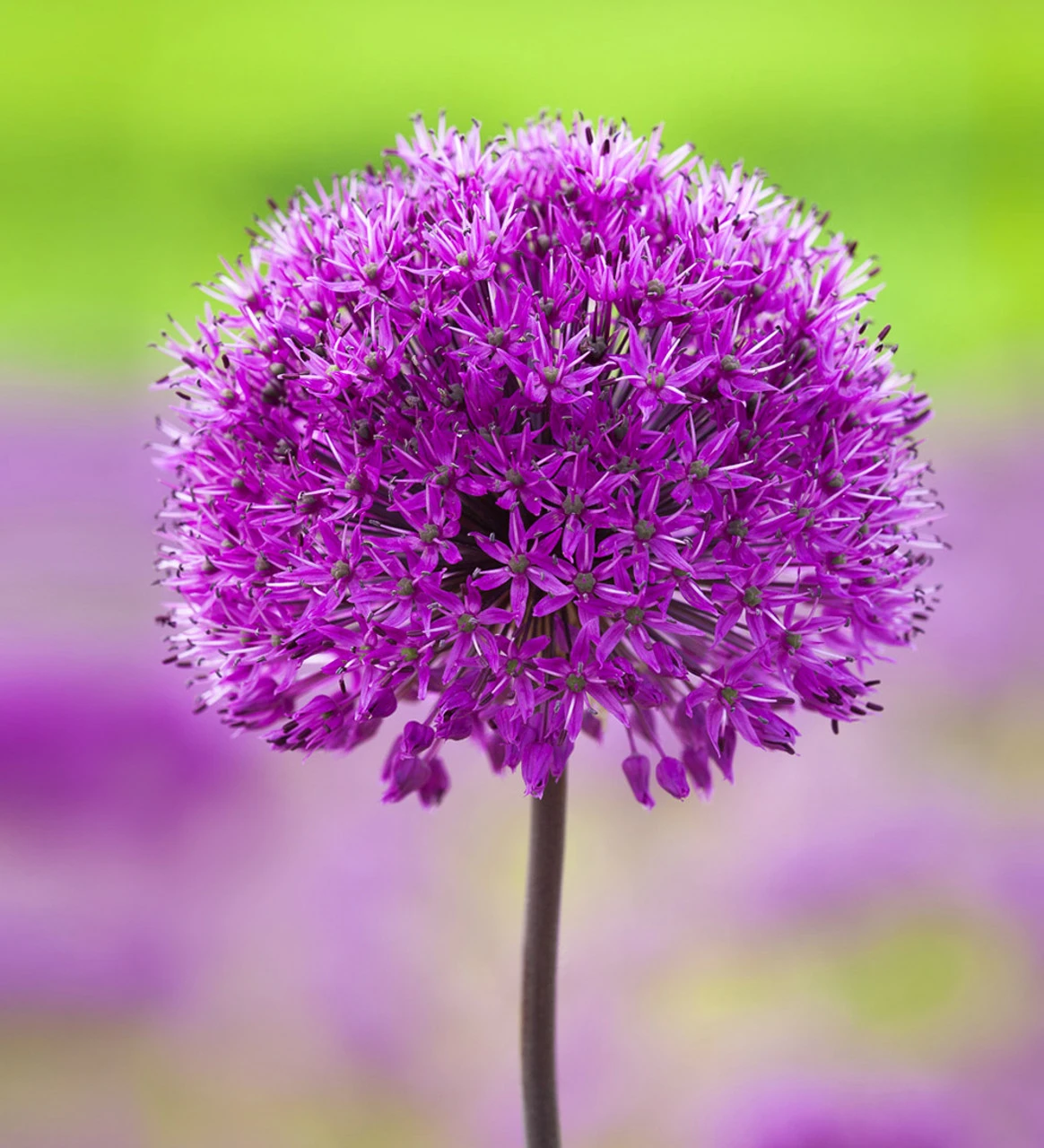 Successional Allium Collection - Image 2