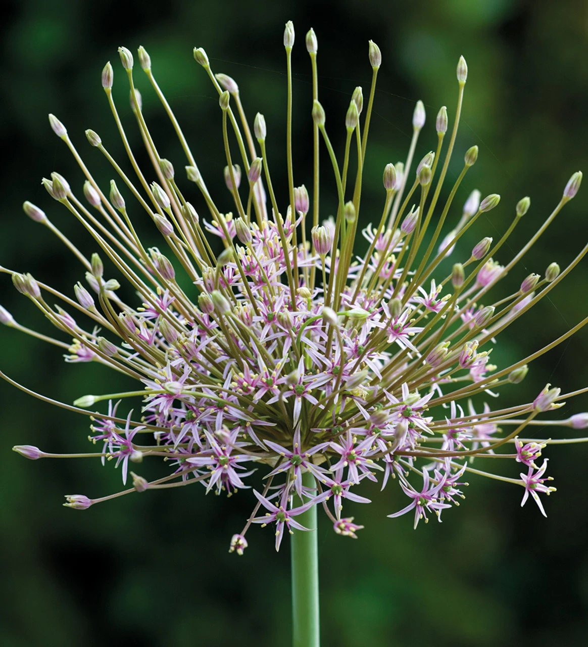 Successional Allium Collection - Image 3