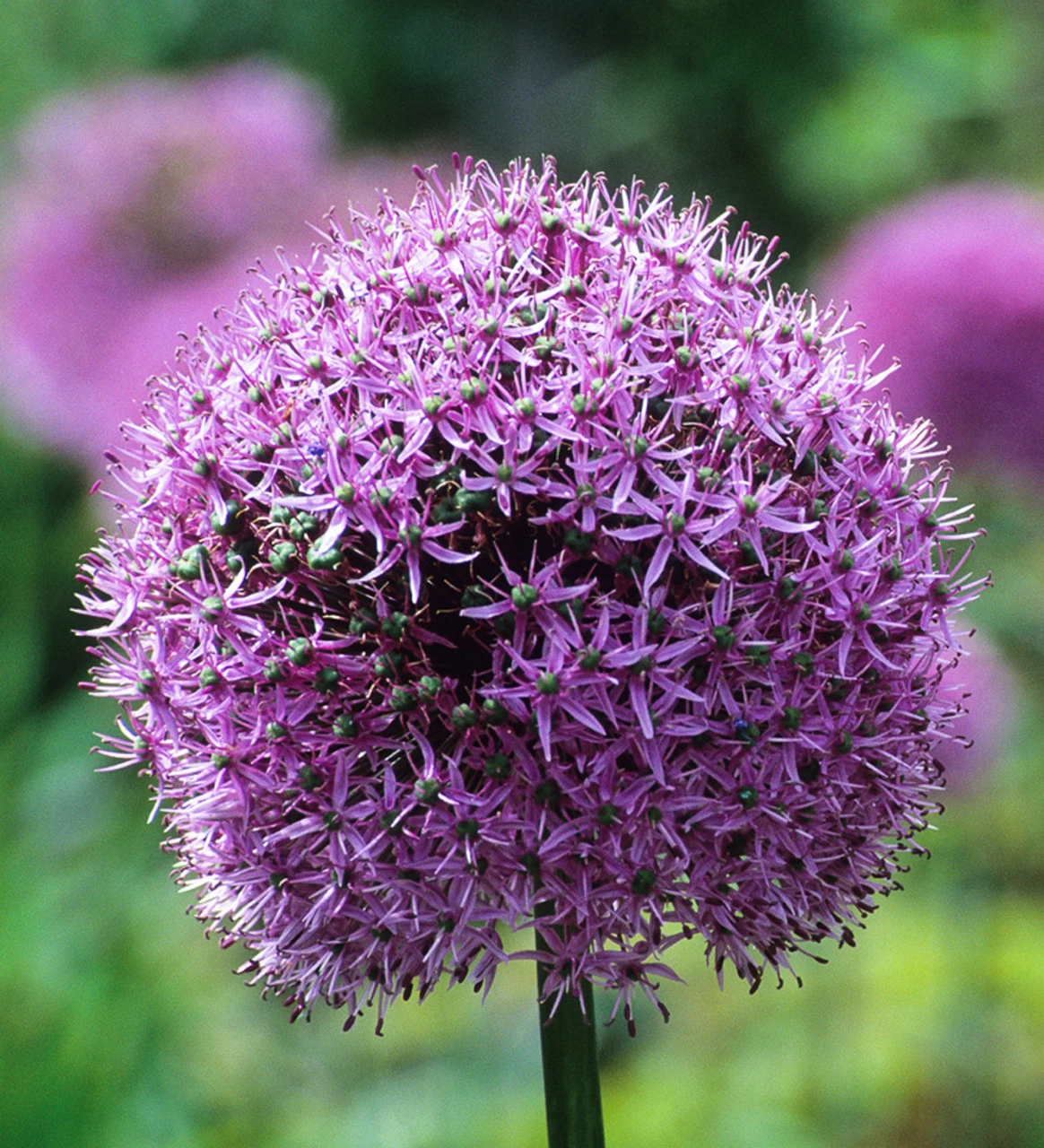 Successional Allium Collection - Image 4